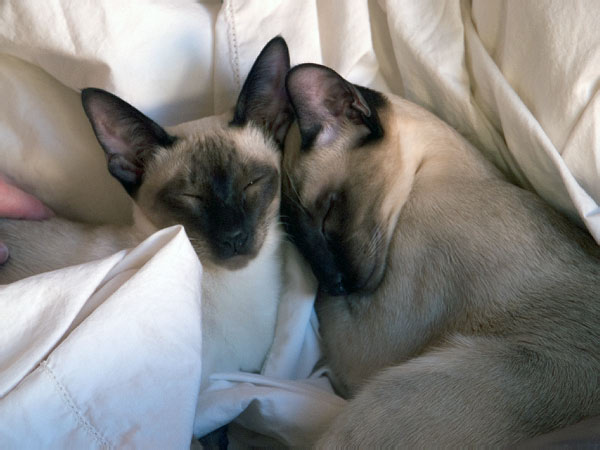 What-warm-sheets-are-for_edited-1