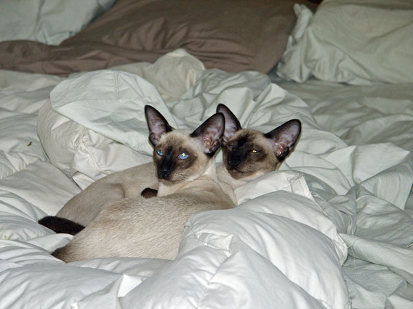 cats-Oct-06-2004-3x-compression-b