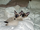 cats-Oct-06-2004-3x-compression-b